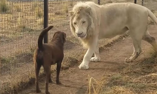 Oduševite se uz najbolje snimke ljubimaca prošlog tjedna