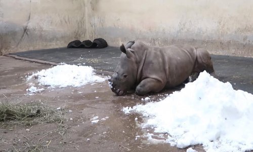 Mali nosorog veseli se svom prvom snijegu