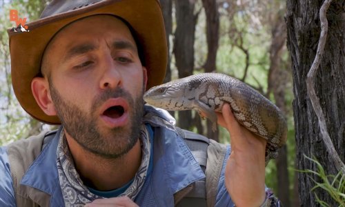 Ovaj gušter ima plavi jezik!