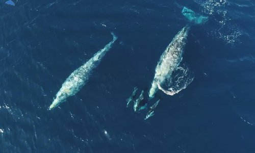Pogledajte veselu igru sivih kitova i dupina