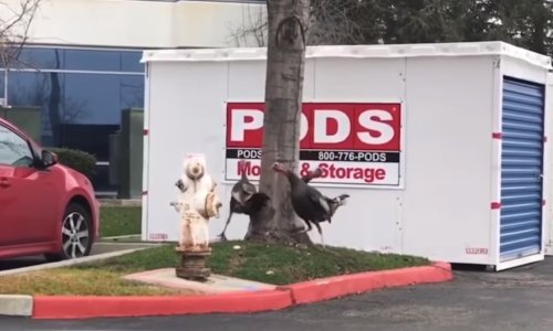 Purani zaglavili u kružnom toku