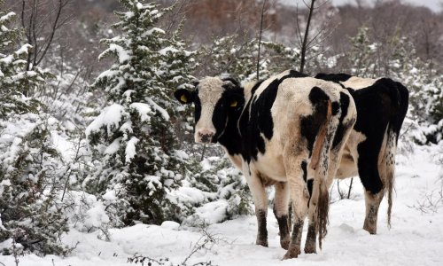 Hrvatska se bijeli: Pod snijegom šume, vinogradi i pašnjaci, pogledajte sjajne fotke