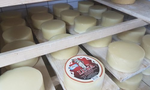 Neuobičajen pothvat hrvatskih farmera u Zlatnoj dolini, spasili mljekaru i postali vlasnici