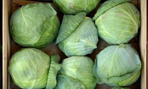 Slovenci prosvjeduju: Varaždinsko zelje je naše!