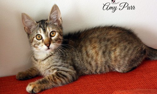 Želite si uljepšati život ljubimcem? Ovi siročići traže dom!