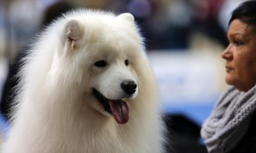 U Rijeci otvorena Međunarodna izložba pasa