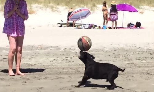 Pogledajte kompilaciju ljubimaca čiji vlasnici pršte od ponosa