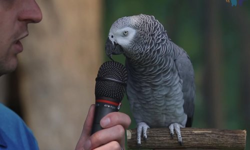 Ovaj se papagaj s razlogom zove Einstein