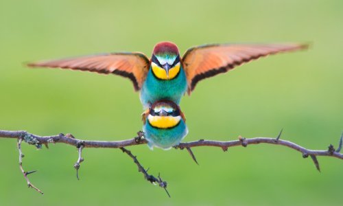 Opet su četiri Hrvata među 50 najboljih svjetskih fotografa