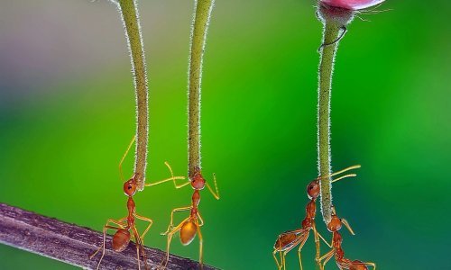 Mravi koji nose voće izgledaju kao da se igraju s balonima