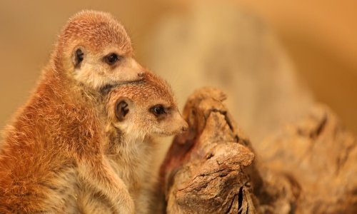 Pogledajte kako se životinje u zagrebačkom ZOO-u snalaze na cičoj zimi