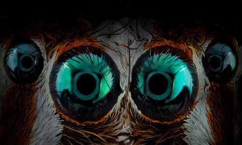 Ma tko to mene gleda? Pauci doista imaju neobično hipnotizirajuće oči