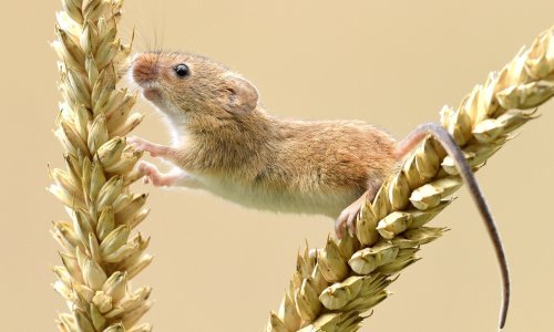 Svatko je Tarzan u svojoj džungli, pa tako i mali poljski miš!