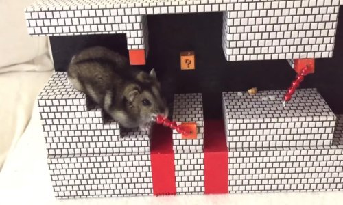 Slatki hrčak Coco dobio maketu video igre i odmah je svladao