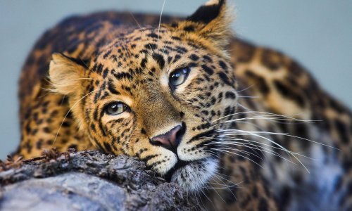 Upoznajte endemskog kineskog leoparda, novog stanovnika zagrebačkog ZOO-a