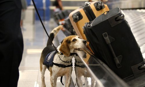 Psi će uskoro tražiti i ukradena kulturna blaga iz Sirije i Iraka