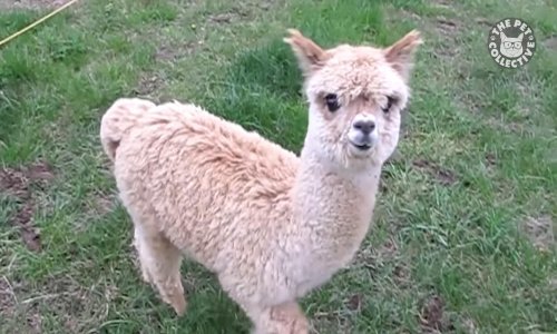 Ne postoji zatvor koji može zadržati ove ljubimce