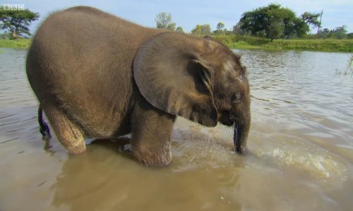 Slatki slonić pobijedio je svoj strah od vode