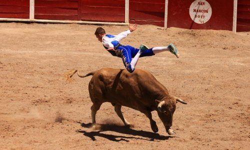 Borba s bikovima bez krvoprolića? I to je moguće!