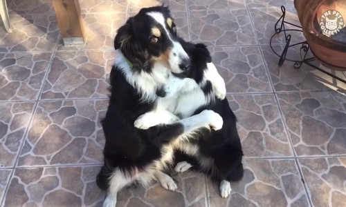 Još jedan tjedan – još jedan niz prekrasnih ljubimaca!