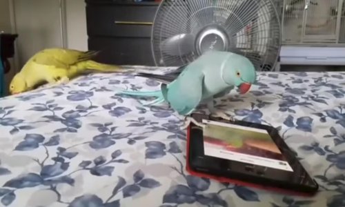 Papagaj si pustio indijski pop pa se rasplesao