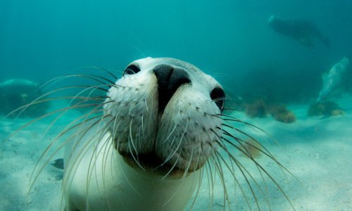 Uživat ćete uz prekrasne slike podvodnog svijeta