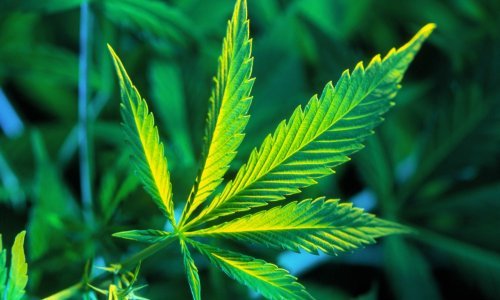 Kako je marihuana postala novi hit u kozmetičkoj industriji