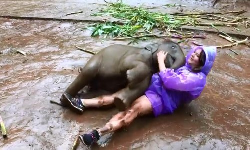 Je li ovo slonić ili mazni pas?