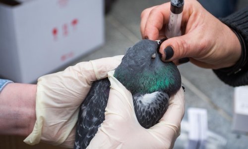 Pomor životinja i u Zadru, veterinari nakon analize: To je nervni otrov!