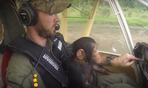 Svi se pitaju zašto pilot leti s čimpanzom u krilu, a razlog će vas oduševiti