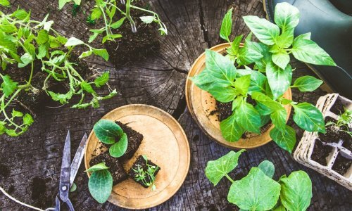 Sanjate o vlastitom vrtu s povrćem i začinima? Ostvarite ga u svega nekoliko kvadrata