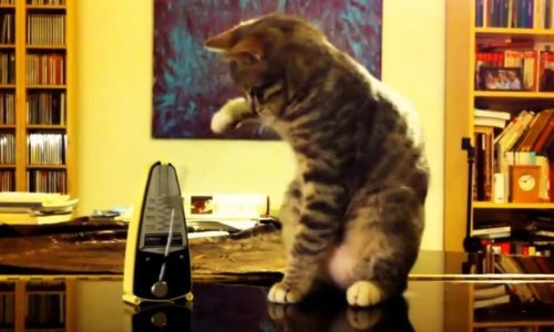 Mačke i metronomi smrtni su neprijatelji