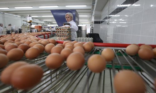 U Hrvatskoj pala proizvodnja goveda, koza, kravljeg mlijeka i jaja