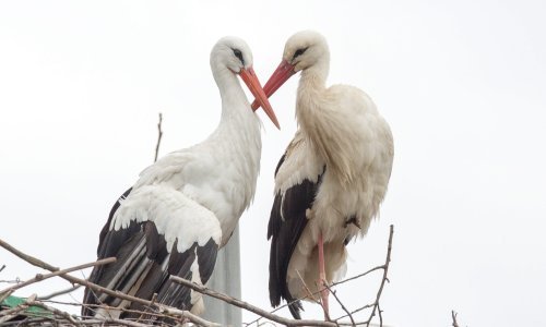 Vječna ljubav: Klepetan se po šesnaesti put vratio Malenoj
