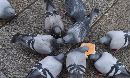 Otkriveno od čega su uginuli golubovi u Osijeku