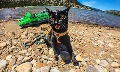 Upoznajte mačku koja obožava avanturistički život. Simon i njegov vlasnik ne razdvajaju se ni tijekom putovanja