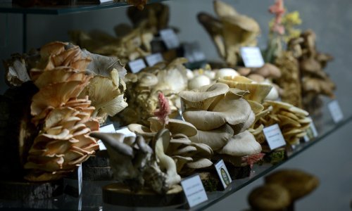 U centru Zagreba pojavile se gljive vještičino srce, žilasta tavica, brezov djed, sotonsko biće i pseća bljuvotina