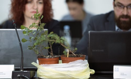 Potkornjak uništava Marjan: Napadnuta petina stabala, Splićani pozivaju ministra Tolušića na akciju