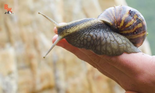 Jeste li ikad vidjeli ovolikog puža?