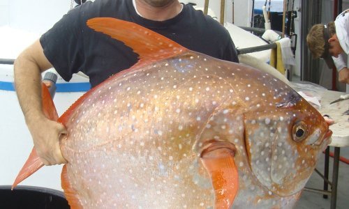 Otkrivena prva toplokrvna riba