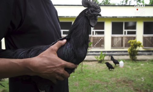 Jeste li ikad čuli za crnu kokoš?