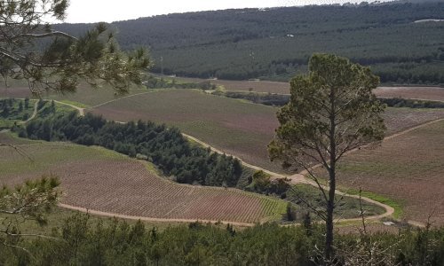 Lani dvije trećine vinara poslovalo s dobiti, zapošljavali 1050 ljudi