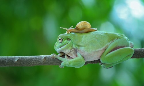 Mi imamo taksi, a puževi – žabe!