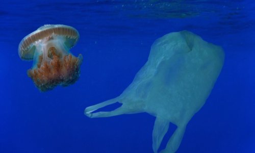 Smanjio se broj plastičnih vreća u Sjevernom moru