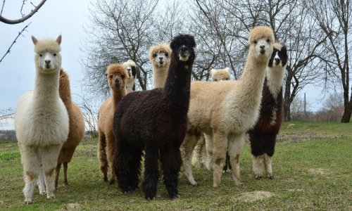 Vjerovali ili ne, u Hrvatskoj se uzgajaju alpake. Doznajte više o tome
