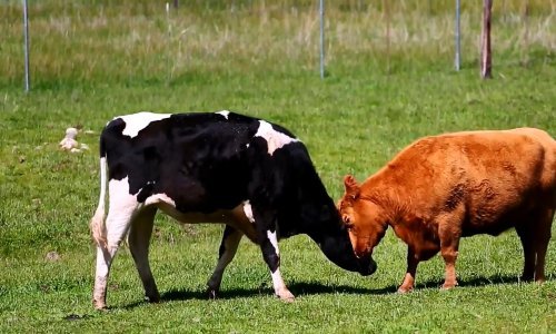 Spašena slijepa krava pronašla novu prijateljicu