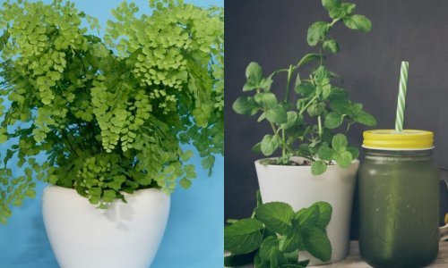 Zanemarivane sobne biljke koje će uspijevati i u najmračnijim prostorijama