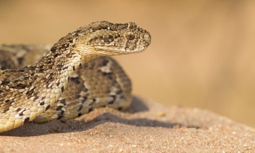 Probajte ostati hladni na usporenu snimku napada zmije!