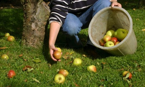 Europska komisija objavila iznose pomoći za program raspodjele voća, povrća i mlijeka u europskim školama