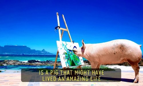 Pigcasso je možda svinja, no to ga nije smetalo da napravi izložbu slika